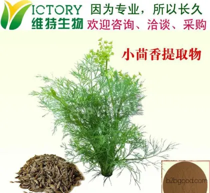 厂家现货 天然小茴香纯植物纯提取 小茴香茴香醛10:1
