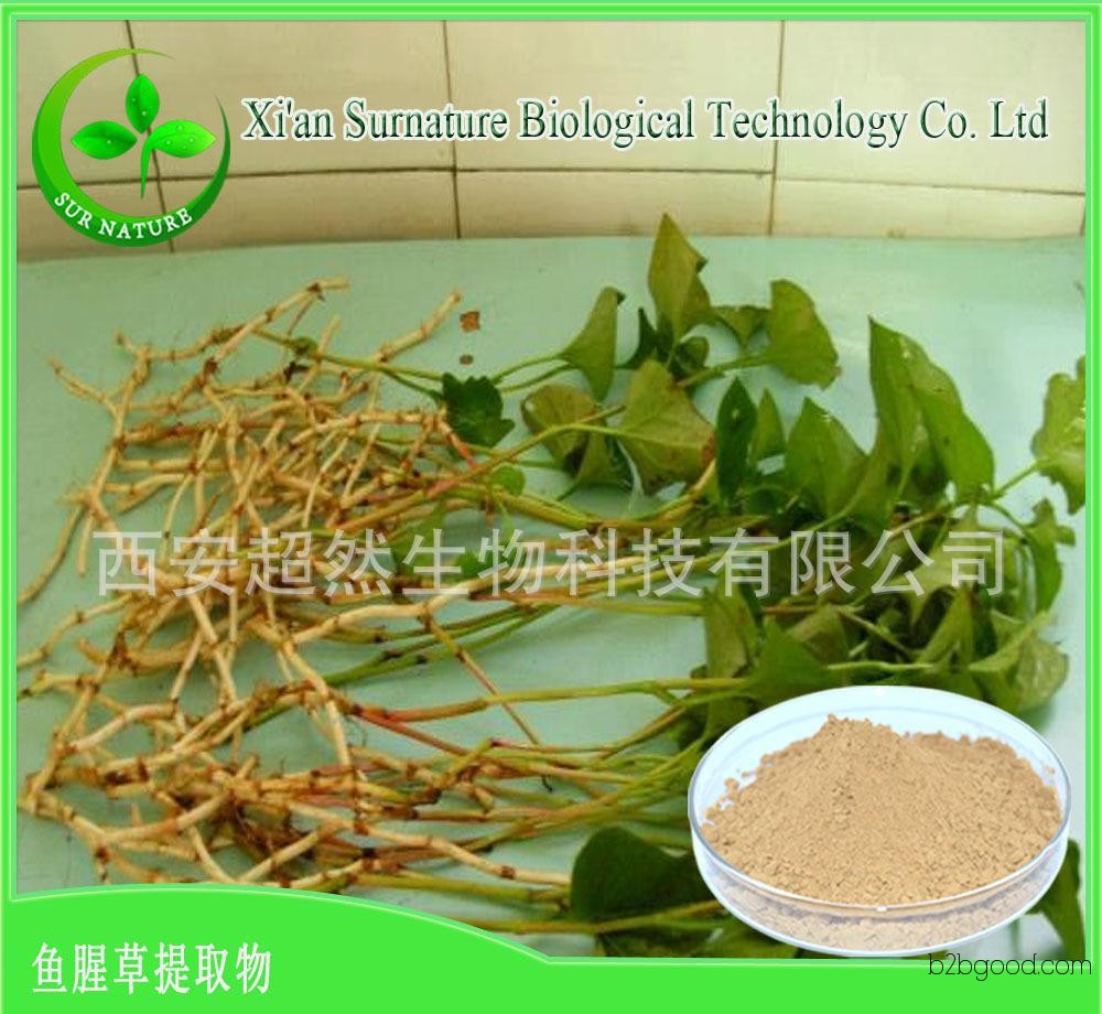 Factory direct sales, Houttuynia extract, pure natural plant