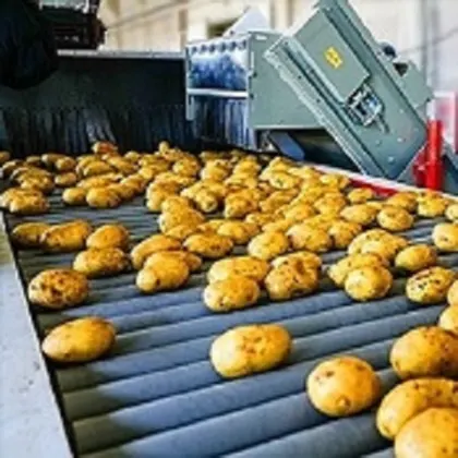 Potato Collection 6S – Strict Selection, Potato Wholesale