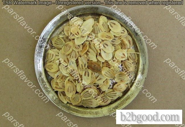 Persian Hogweed(Golpar)