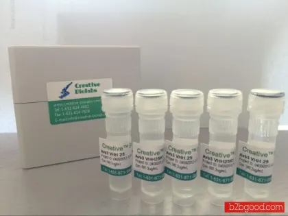 Anti-CD70-VC-rachelmycin ADC