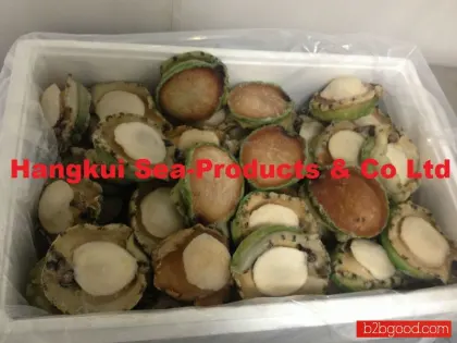 Live African/Atlantic Abalones (Haliotis midae)