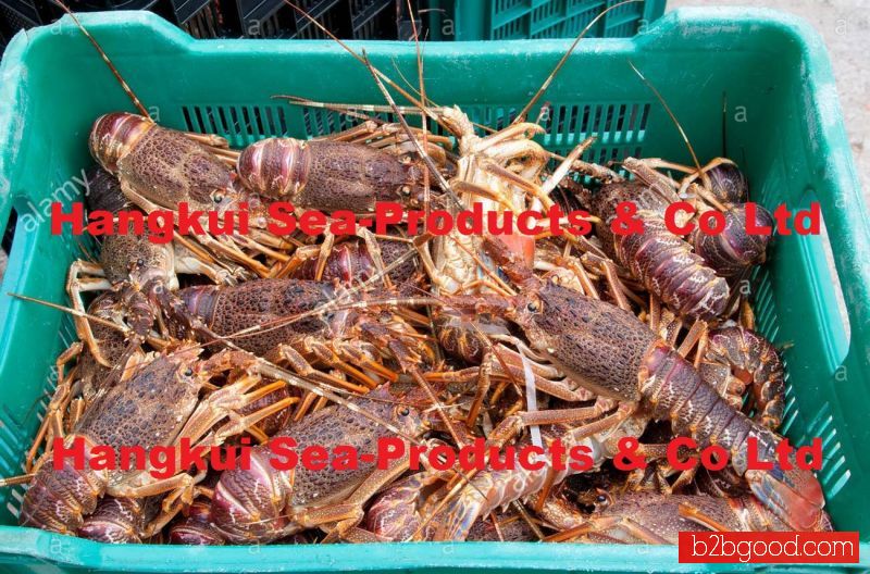 Live West Coast Rock Lobsters (Jasus lalandii)
