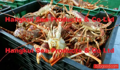 Live West Coast Rock Lobsters (Jasus lalandii)