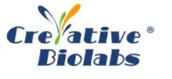 Recombinant Anti-CD317 × Anti-FcγRIII Bispecific Antibody (TandAb)