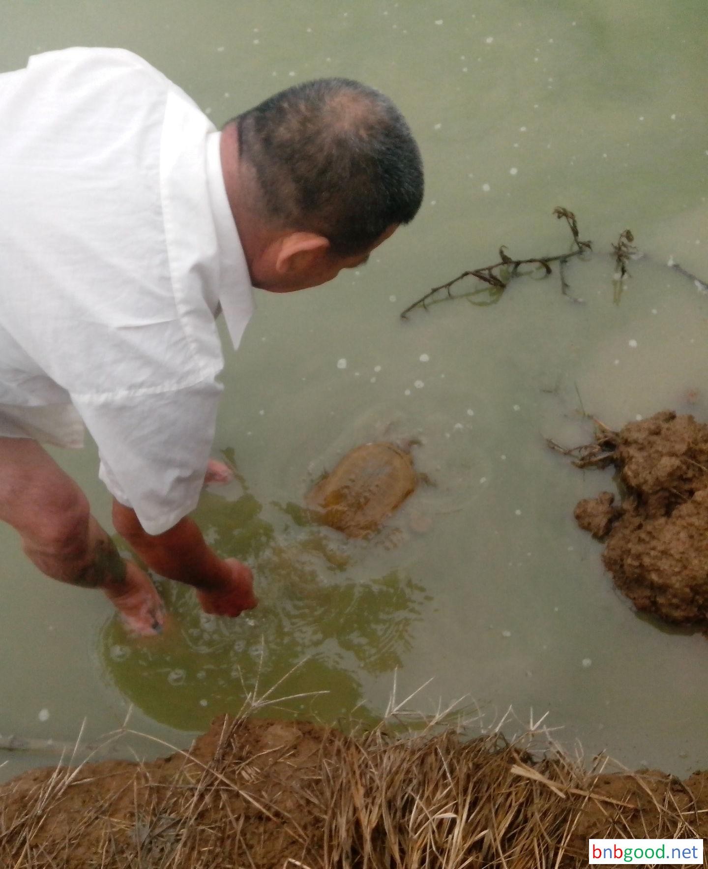 High-quality turtle eggs, turtle feed, turtle breeding techniques and prevention methods, turtle cooked food packaging gifts