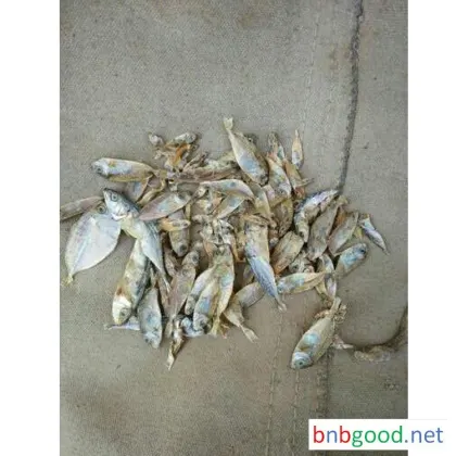 舜徳饲料 大量生产供应饲料 鱼干 厂家直销详情电话咨询