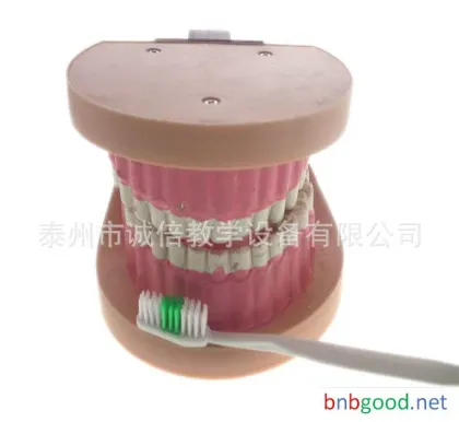 Children's Dental Model J39052, Primary School Science Experiment Equipment, Middle School Biology Instruments