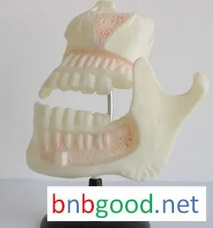 Children's dental models, primary school science experiment equipment, middle school biology instruments, teaching equipment