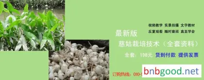 慈姑田间越冬过程中主要碳水化合物含量变化